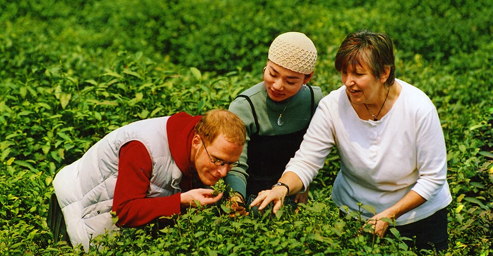China tea culture - tea plantation