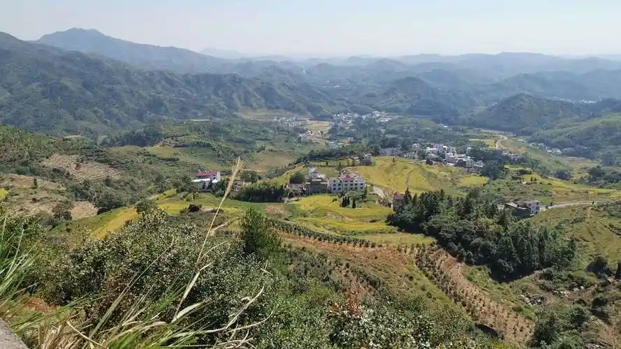 goats and vibrant fields