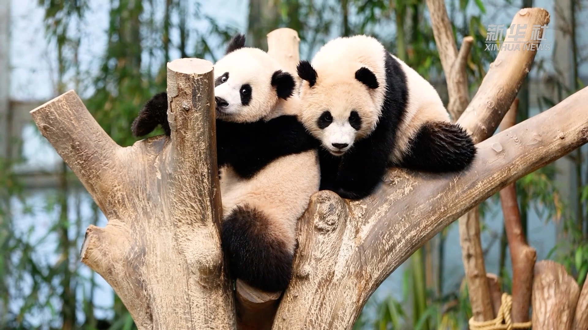 panda1 panda