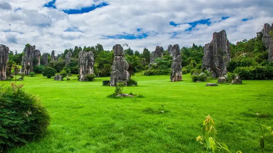 the Stone Forest the Stone Forest