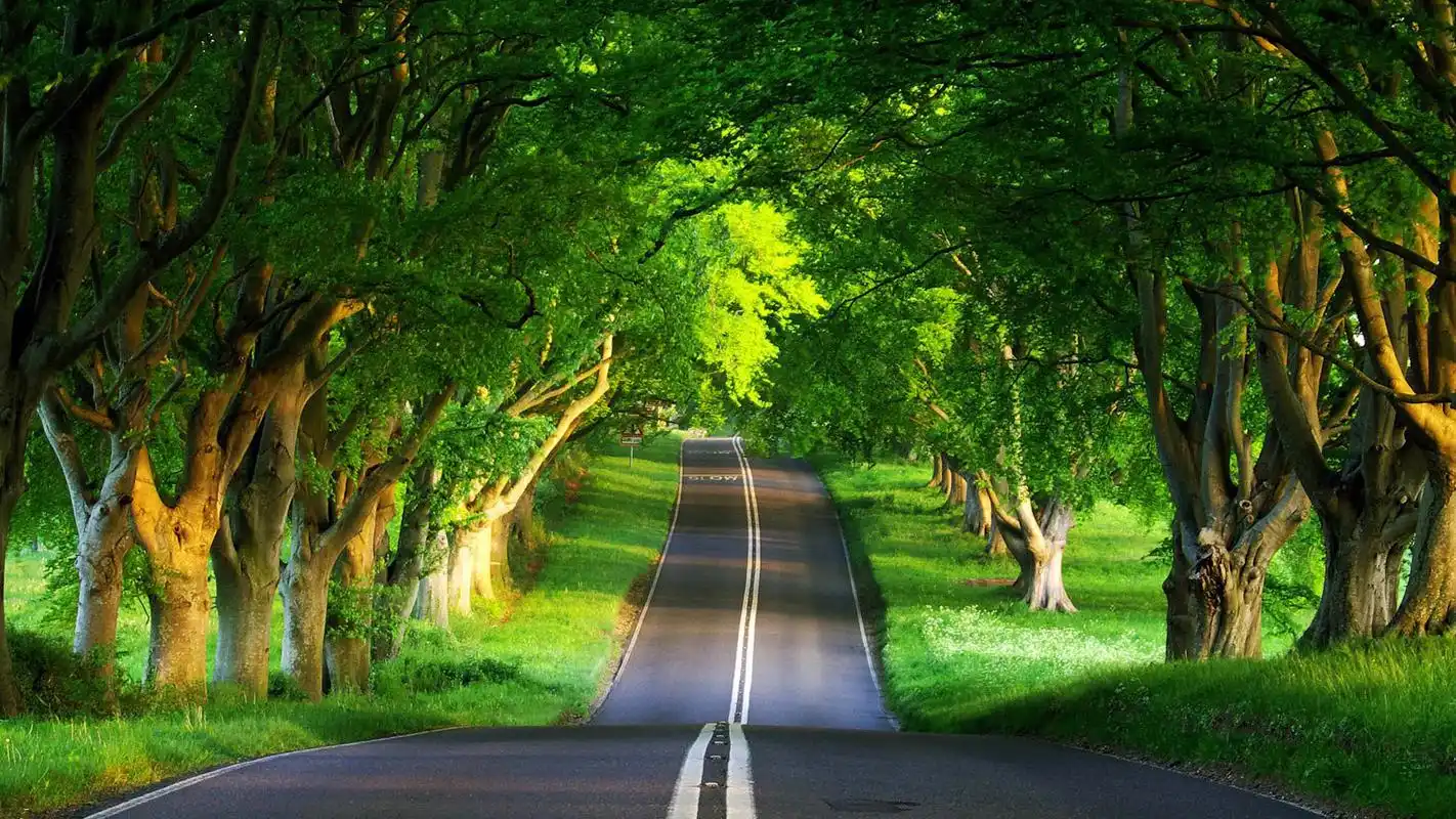 tree-lined boulevards