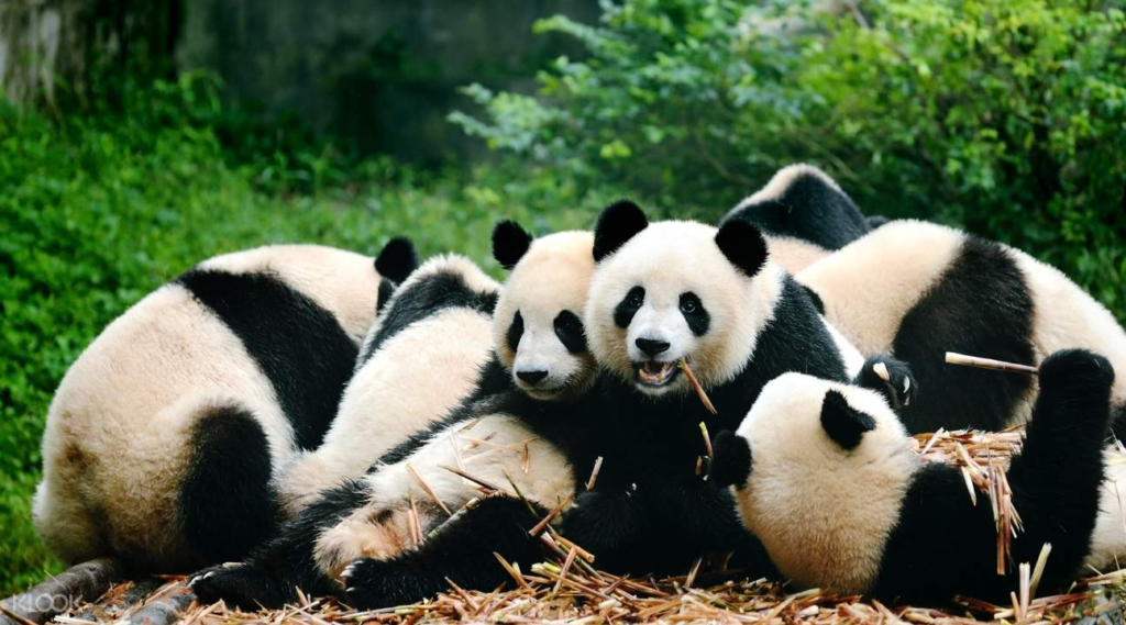 Chengdu Research Base of Giant Panda Breeding