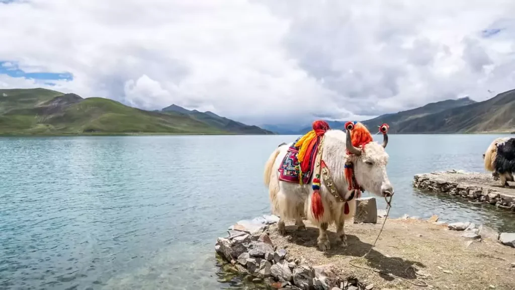 Tibet - Yamdrok Lake