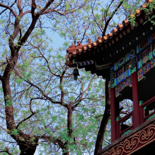 Beijing Capital Museum, Lama Temple, Confucius Temple, Beijing Panda House and Ancient City Wall Private Tour