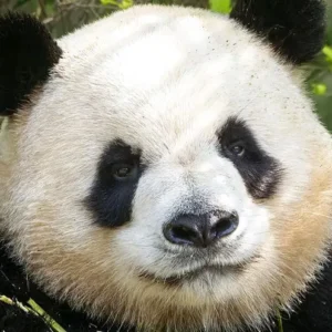 1 Day Chengdu Food Tour
