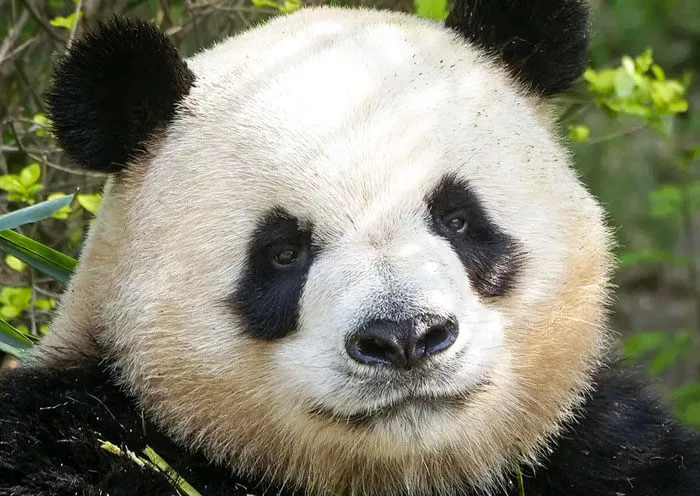 1 Day Chengdu Food Tour