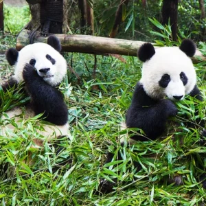 1 Day Chengdu Food Tour
