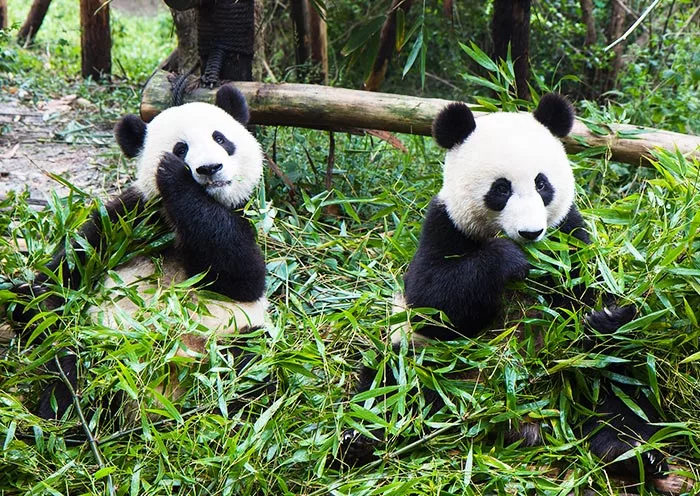 1 Day Chengdu Food Tour