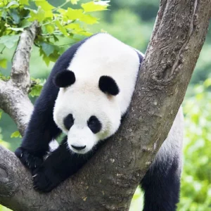 1 Day Chengdu Lifestyle Tour