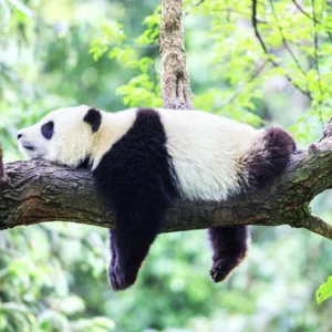 1 Day Chengdu Panda & Leshan Giant Buddha Tour
