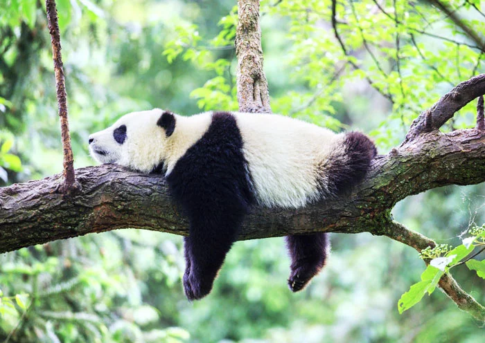 1 Day Chengdu Panda & Leshan Giant Buddha Tour