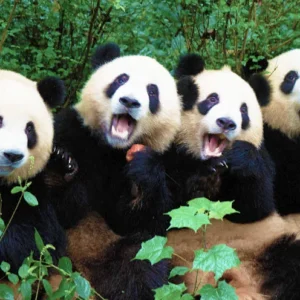 1 Day Chengdu Panda Tour