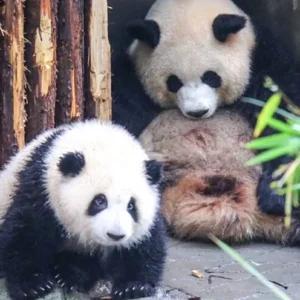 1 Day Chengdu Panda Tour
