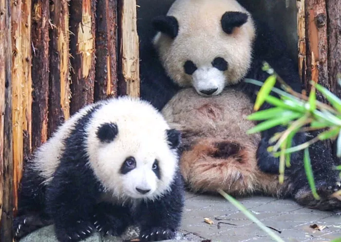 1 Day Chengdu Panda Tour