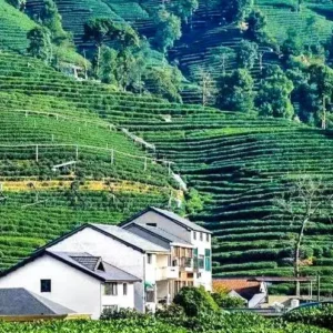 1 Day Paradise Hangzhou Cultural Tour from Shanghai by High Speed Train