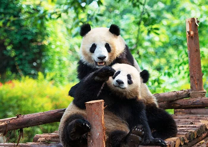 10 Days Chengdu to Lhasa and Everest Base Camp Tour