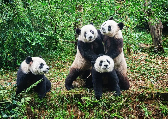 Chengdu pandas and Yunnan scenery