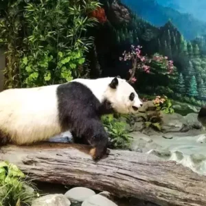 2 Days Wolong Panda Volunteer Tour