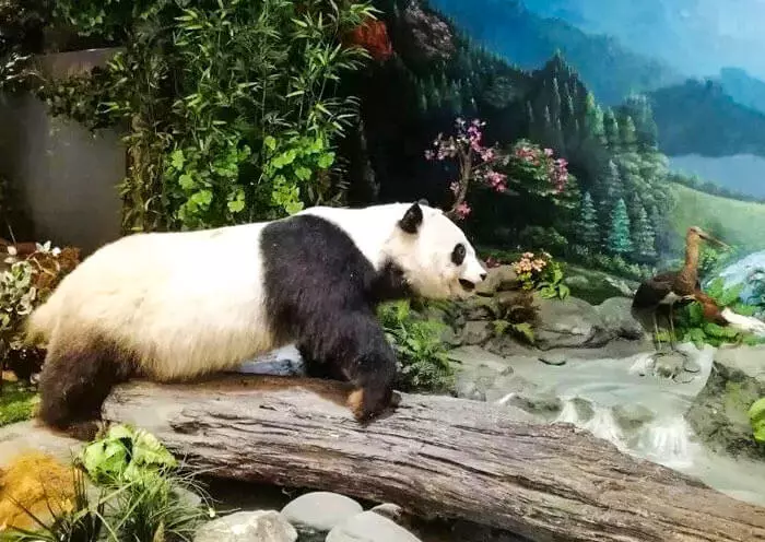 2 Days Wolong Panda Volunteer Tour