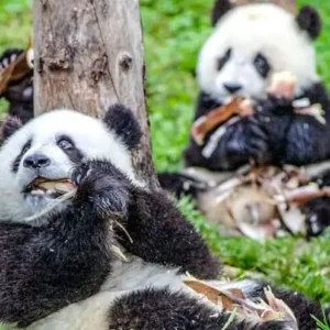 2 Days Wolong Panda Volunteer Tour