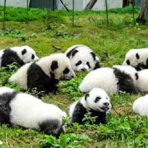 2 Days Wolong Panda Volunteer Tour
