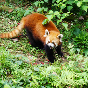 3 Days Chengdu Group Tour1