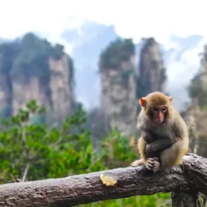3 Days Zhangjiajie National Forest Park Tour