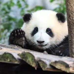 4 Days Ultimate Panda Tour for Panda