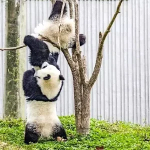 4 Days Ultimate Panda Tour for Panda