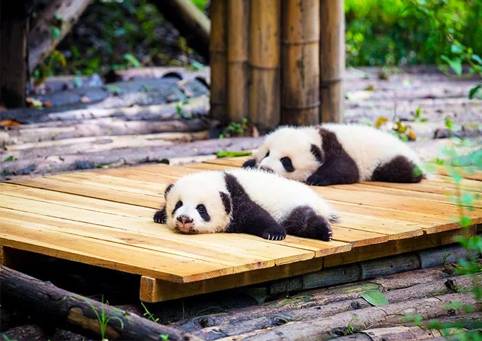 5 Days Xian Chengdu High Speed Train Tour