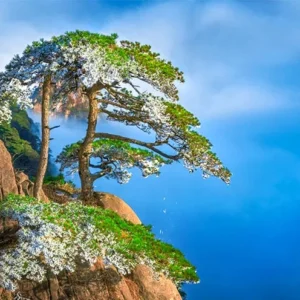 9 Days Shanghai Suzhou Hangzhou Huangshan Eastern China Tour