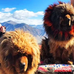 13 Days Lhasa to Kathmandu Overland Tour via Gyirong with EBC
