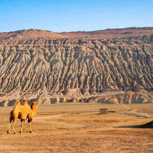 13 Days Xinjiang Silk Road Tour: Western Regions Expedition with Taklamakan Desert