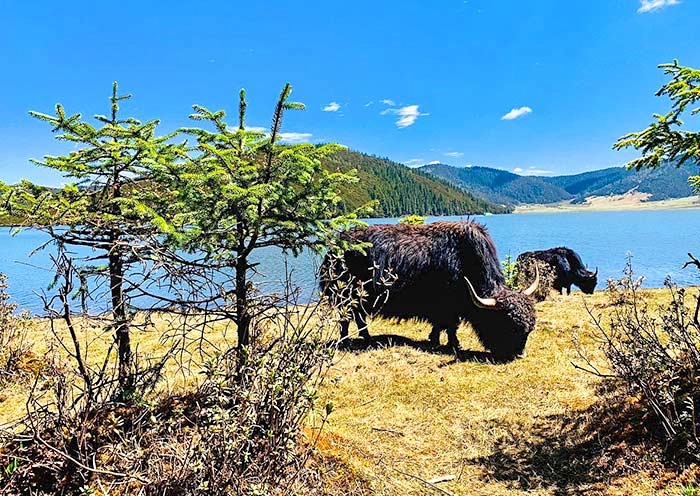 5 Days Lijiang Shangri-La Tour: Paradise on Earth View & Old Towns