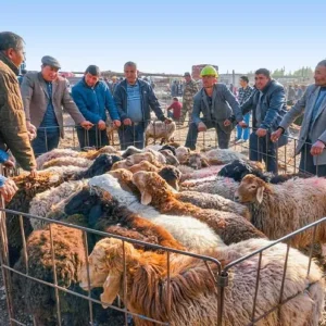 7 Days Classic Xinjiang Tour for First-Timers: Urumqi Tianchi Turpan Kashgar