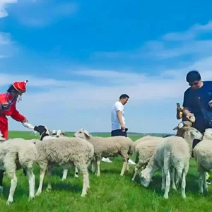 5 Days Classic Inner Mongolia Tour - Green Grassland & Golden Desert