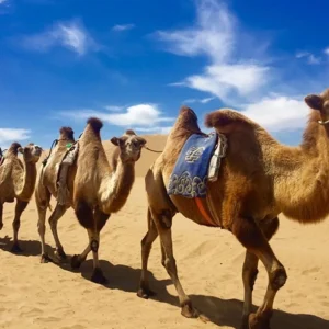 5 Days Classic Inner Mongolia Tour - Green Grassland & Golden Desert