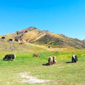 8 Days Classic Gobi Desert Tour with Ulaanbaatar City Tour