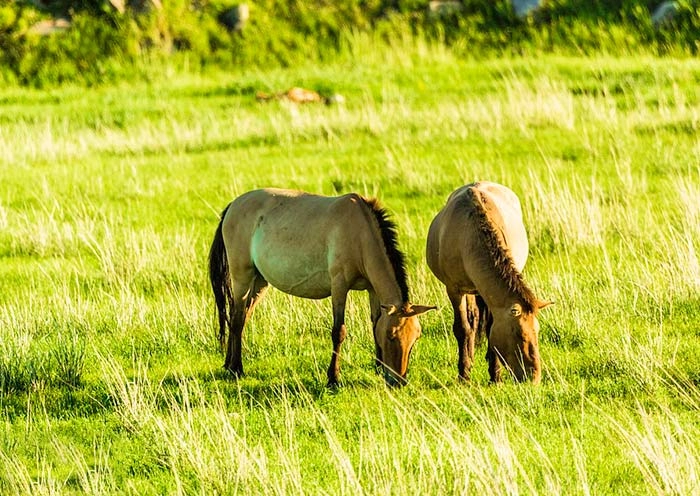 5 Days Central Mongolia Tour: National Parks, Gobi Desert, History & Culture