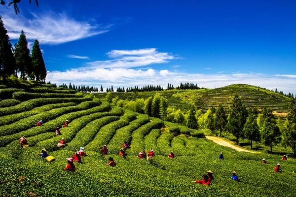A Journey Through Chinese Tea Culture (Anxi/Huangshan)
